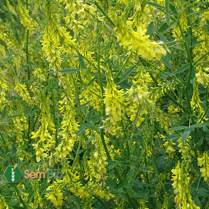 Semence biologique Mélilot - Fleur jaune