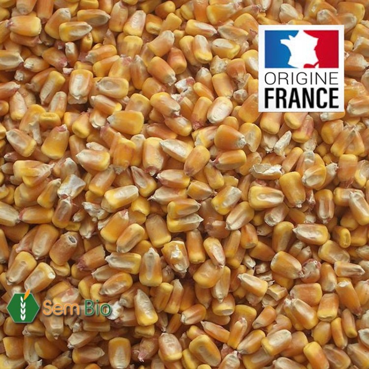 MAÏS en Grain BIO - Produit en France