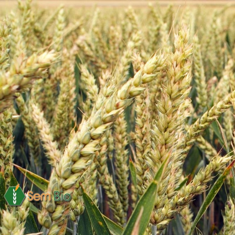 Produits semi-finis à base de son de blé tendre – CerealVeneta