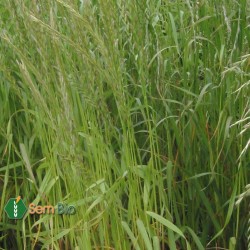 Semence biologique Ray-grass Italien Dukat
