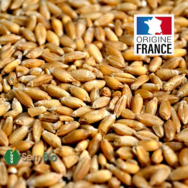 Triticale Grain Bio produit en France