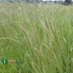 Ray-Grass Italien PROMPT (d)