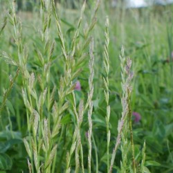Semence biologique de raygrass hybride NADZIEJA