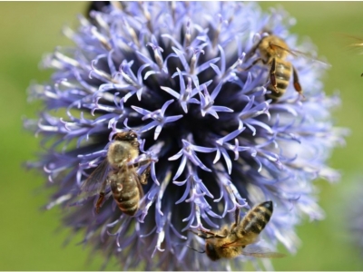 Abeilles mellifères et pollinisateurs sauvages : une cohabitation à favoriser