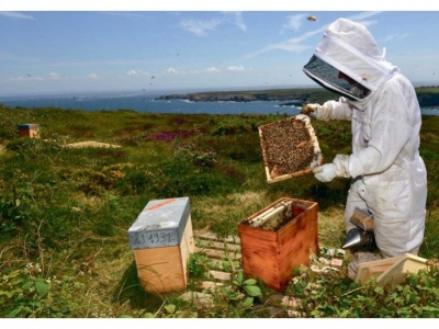 À Ouessant, on veille sur l’abeille noire depuis trente ans