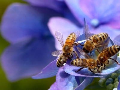 Importance des abeilles et polinisateurs 