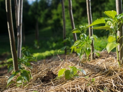 Les couverts végétaux, une protection efficace entre deux saisons agricoles