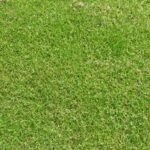 Ray-grass ESQUIRE (Rt) - type gazon – Image 2