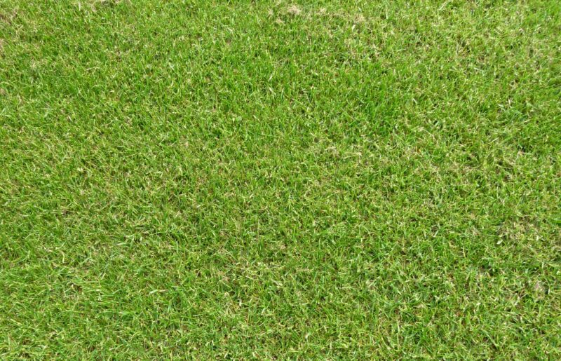 Ray-grass ESQUIRE (Rt) - type gazon – Image 2
