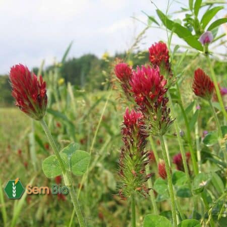 Semence biologiqe trèfle incarnat ALBEROBELLO