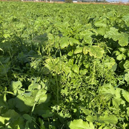 Couvert contrôle nématodes 2-3 ans - NemaRégule