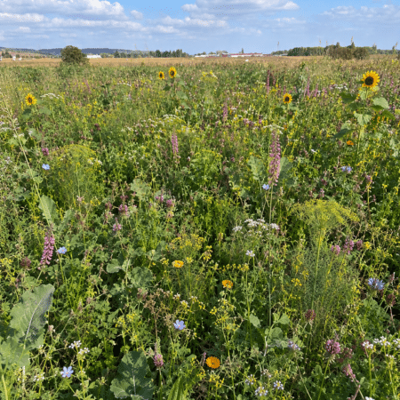 Couvert jachère pluriannuelle
