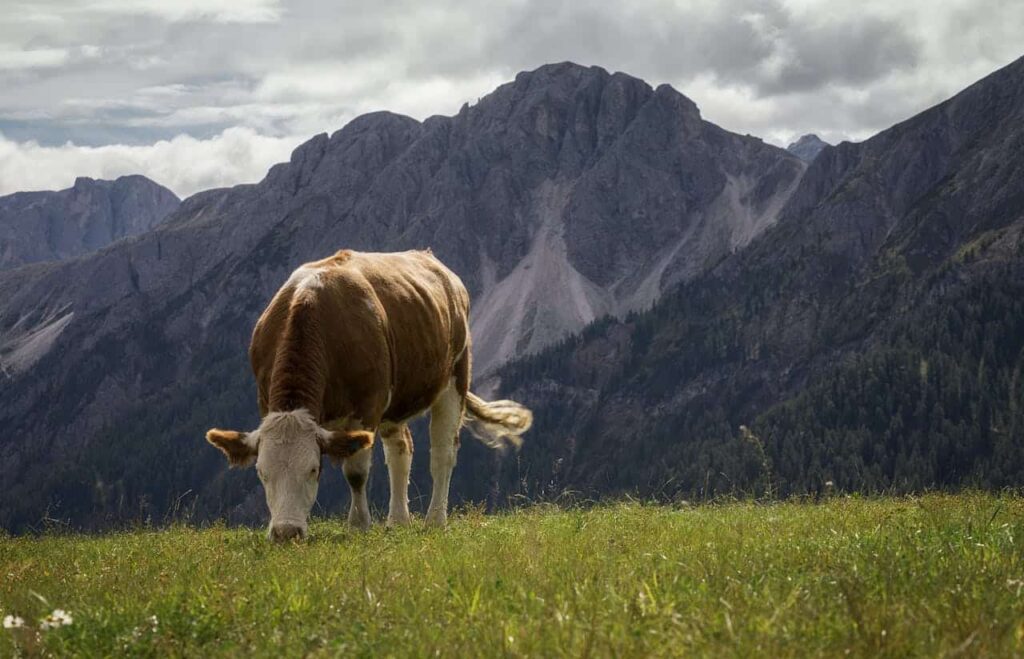 Prairie altitude- 100 % bio