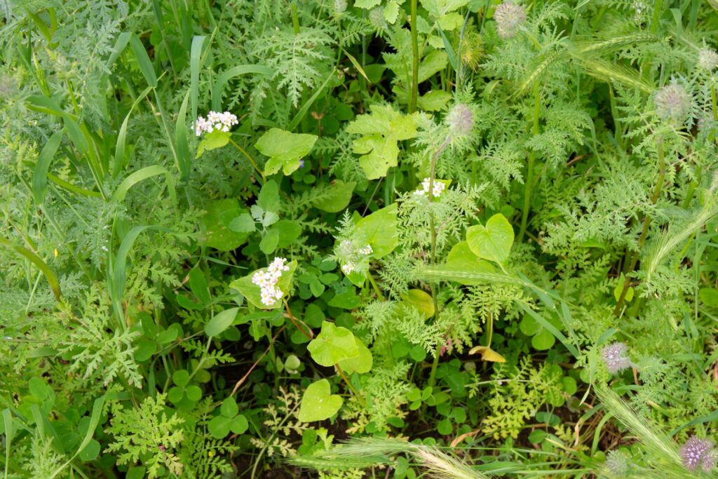 Vitivert sols acides – 100% bio