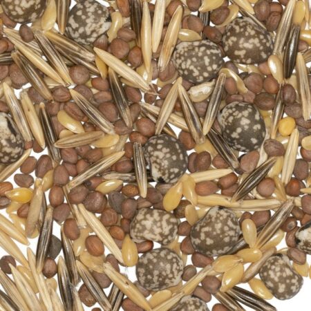 Interculture pomme de terre