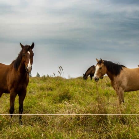Mélange Santé et bien être EQUINBOOST 100% bio