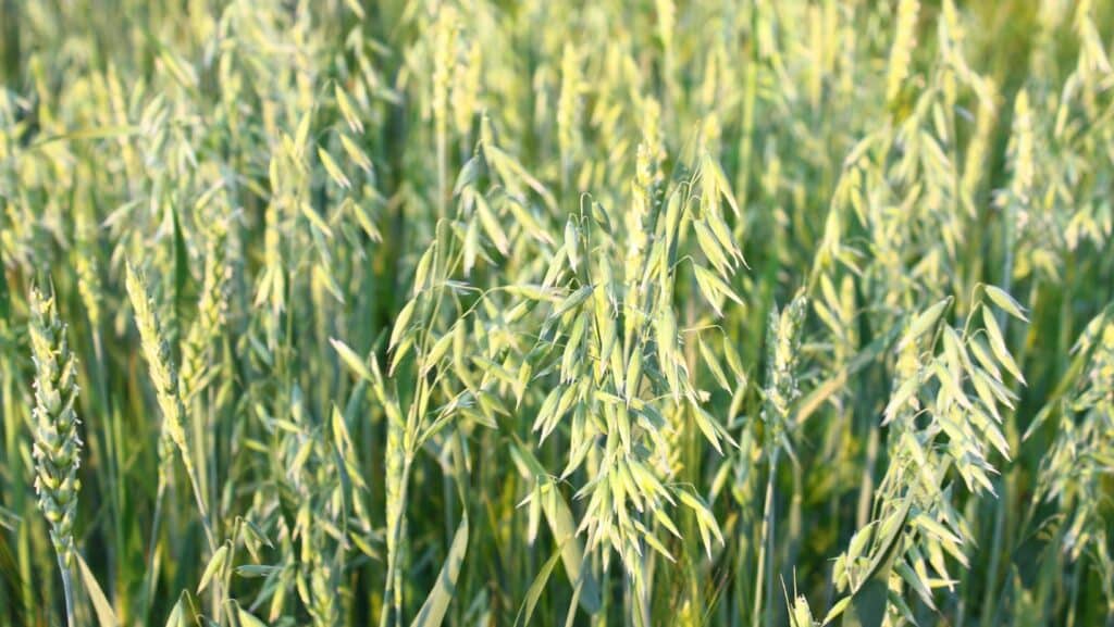 Méteil bio printemps et automne : quels choix de semences