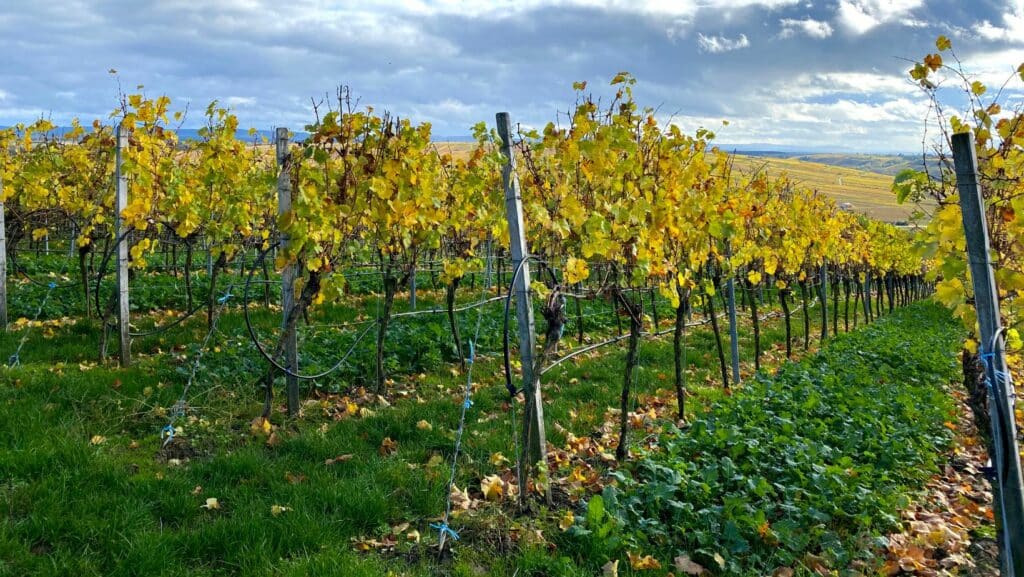 Couvert végétal en viticulture : pourquoi semer des couverts bio ?