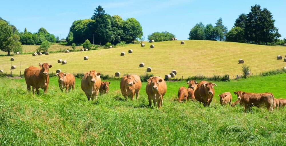 Prairies bovines bio