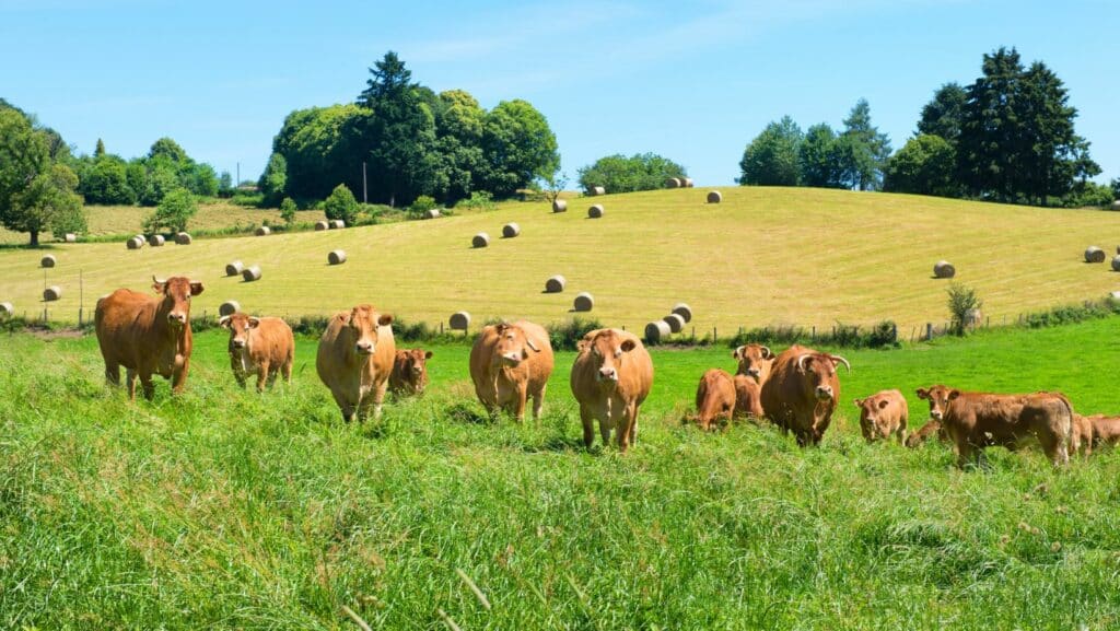 Prairies bovines : nos prairies et matières premières pour l’alimentation animale bio