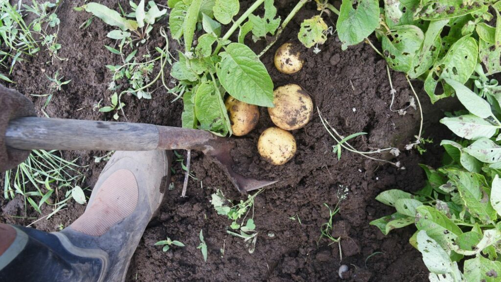 Rotation de culture et l’importance d’un couvert d’interculture