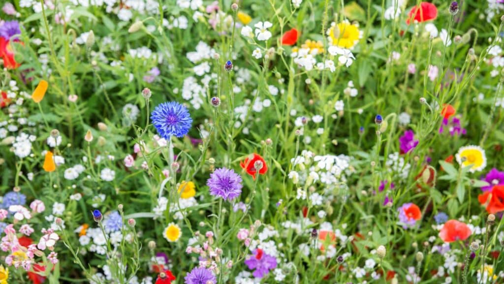 Mélange mellifère et jachère fleurie : intérêts, utilisations et fonction