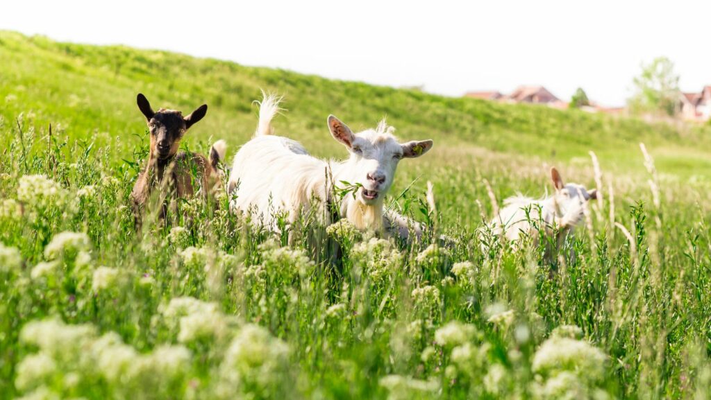 Santé animale et santé des prairies : prairie pâtures moutons et chèvres