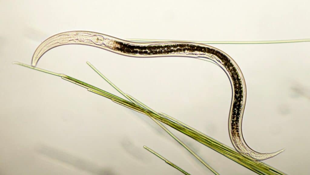 Mélange NémaRegule : un couvert bio pour réguler naturellement les nématodes