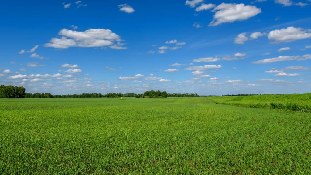 Mélanges fourragers bio : quand réensemencer sa prairie ?