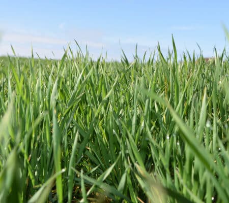 Ray-grass DIWAN (t) mi-tardif