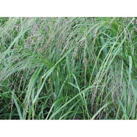 TEFF GRASS- Eragostis tef - inoculée