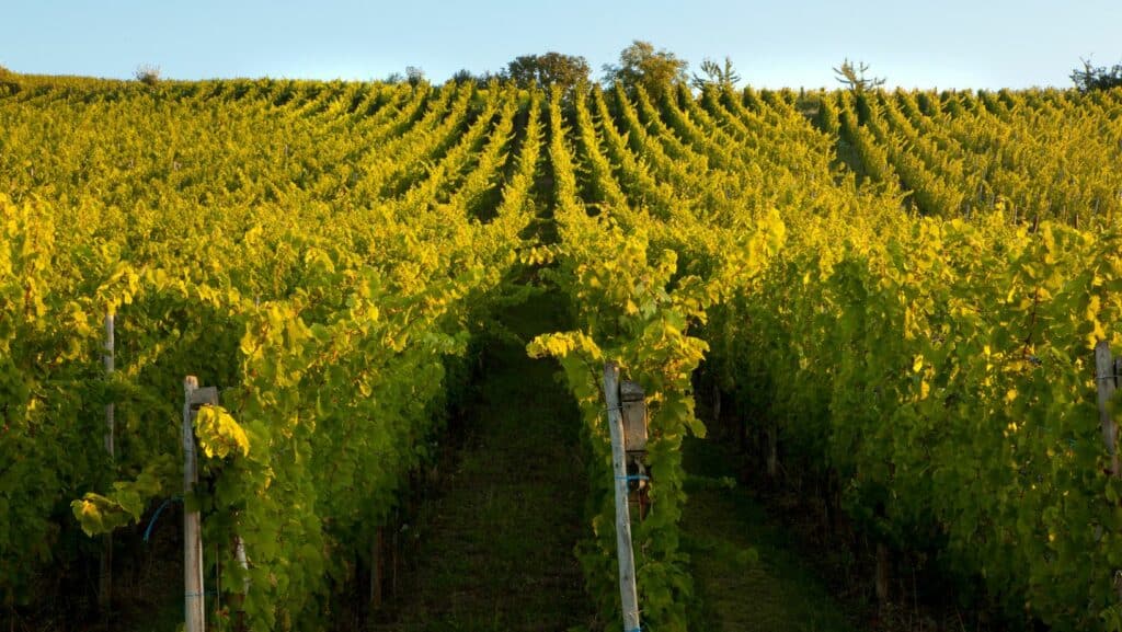 Inter-rang de vigne : quel mélange bio choisir pour répondre à votre itinéraire technique ?