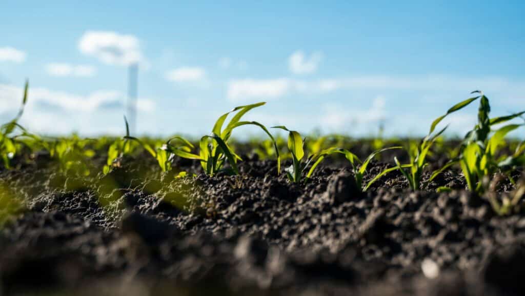 Couverts végétaux bio