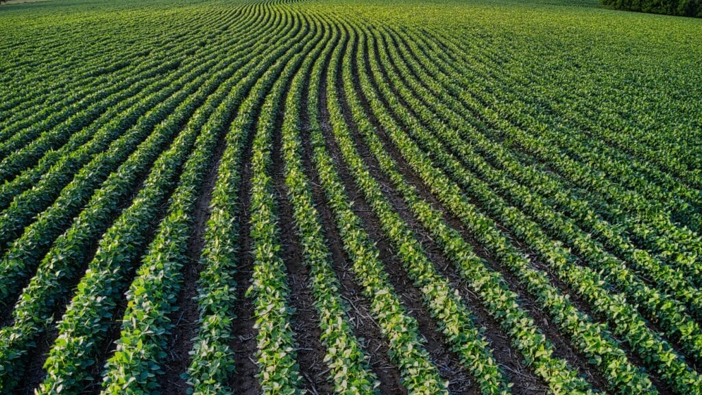 Couverts végétaux bio