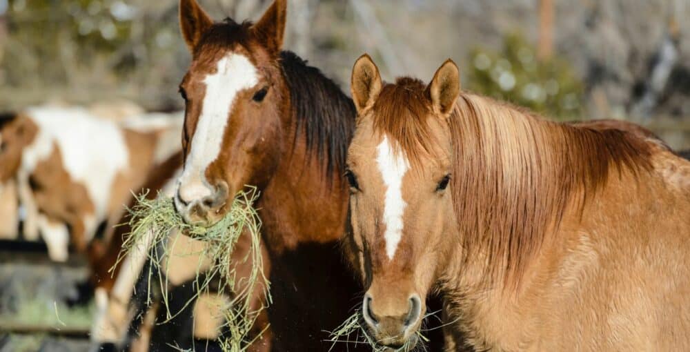 mélange prairie chevaux bio