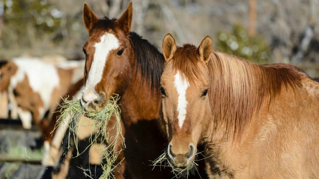 Préserver la santé des chevaux grâce aux mélanges spécifiques bio