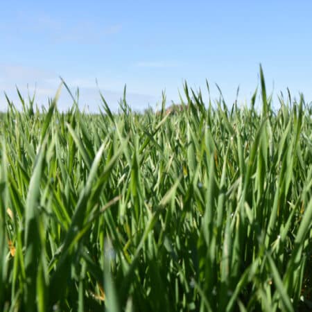 Ray-grass anglais SPUTNIK (d) tardif