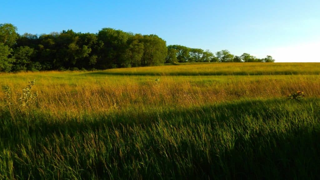 Semences de prairie bio